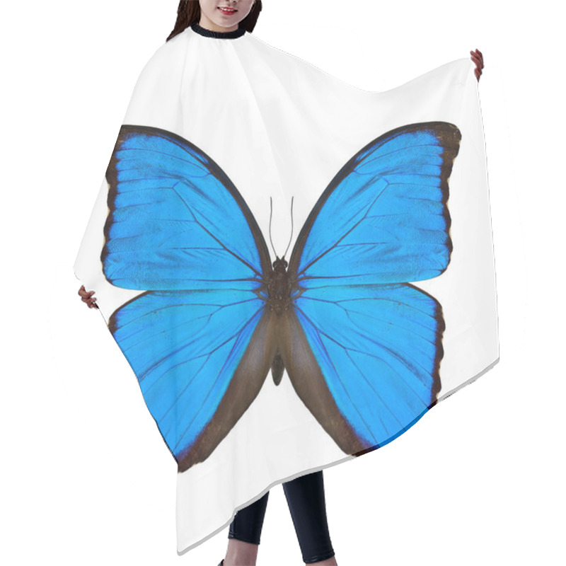 Personality  The Blue Morpho Butterfly (disambiguation) Or Sunset Morpho, A Species Of Butterflies In The Genus Morpho Doiuns Found In South, Cental America And Mexico Meaning Changed Or Modified Epithet Of Aphrodite And Venus Hair Cutting Cape