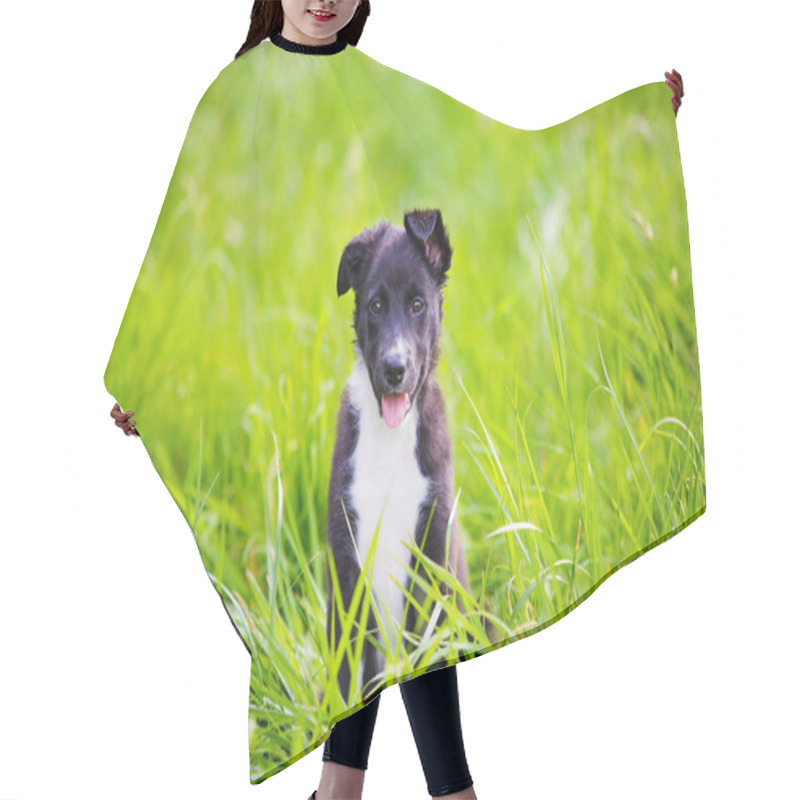 Personality  Playful Puppy Sitting On A Green Gras In A City Park Hair Cutting Cape