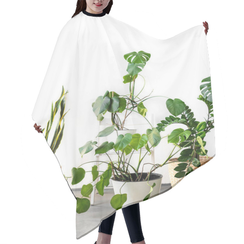 Personality  The Stylish Space Is Filled With Many Modern Green Plants With Various Pots. Modern Home Garden Composition. Stylish And Minimalistic Urban Jungle Interior. Botany Home Decor With A Lot Of Plants. Hair Cutting Cape