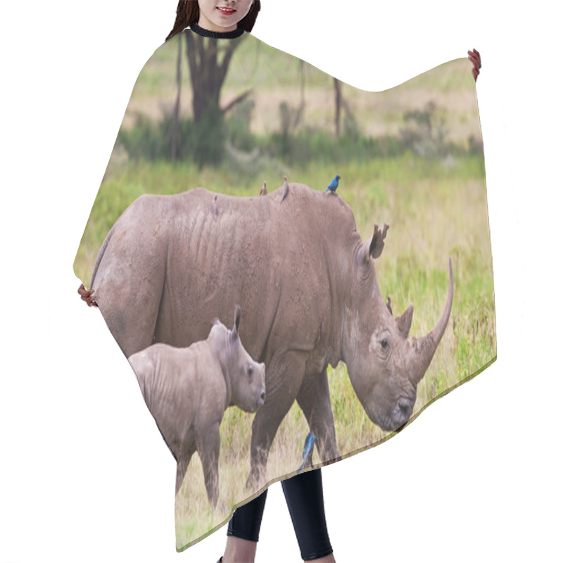 Personality  White Rhinoceros Or Square-lipped Rhinoceros (Ceratotherium Simum) With Her Baby In Lake Nakuru National Park, Kenya. Hair Cutting Cape