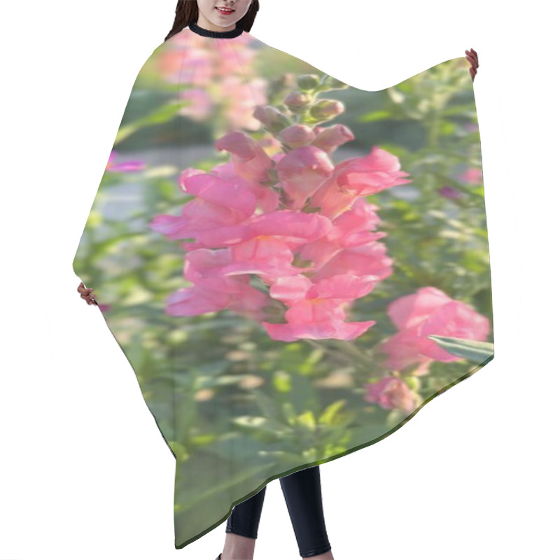 Personality  Flowers Blooming In BioFarms Attract Diverse Pollinators, Emphasizing Biodiversity. BioFarms Showcase Sustainable Practices Through Flowers And Pollinators. Balance Concept. Hair Cutting Cape