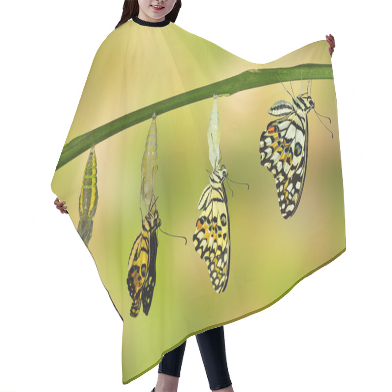 Personality  Transformation Of Lime Butterfly Hair Cutting Cape