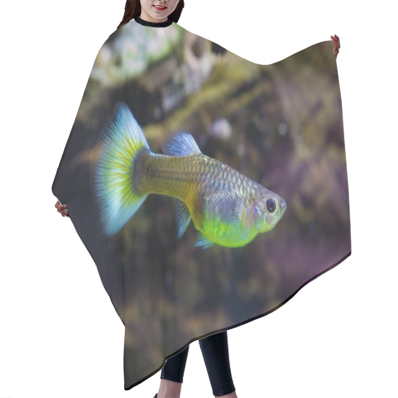 Personality  Colorful Neon Glowing Freshwater Female Of Dwarf Fish Guppy Adult With Big Blue Tail, Popular And Hardy Enduring Species For Beginners, Free Space Dark Blurred Background, Peaceful Relax Hair Cutting Cape