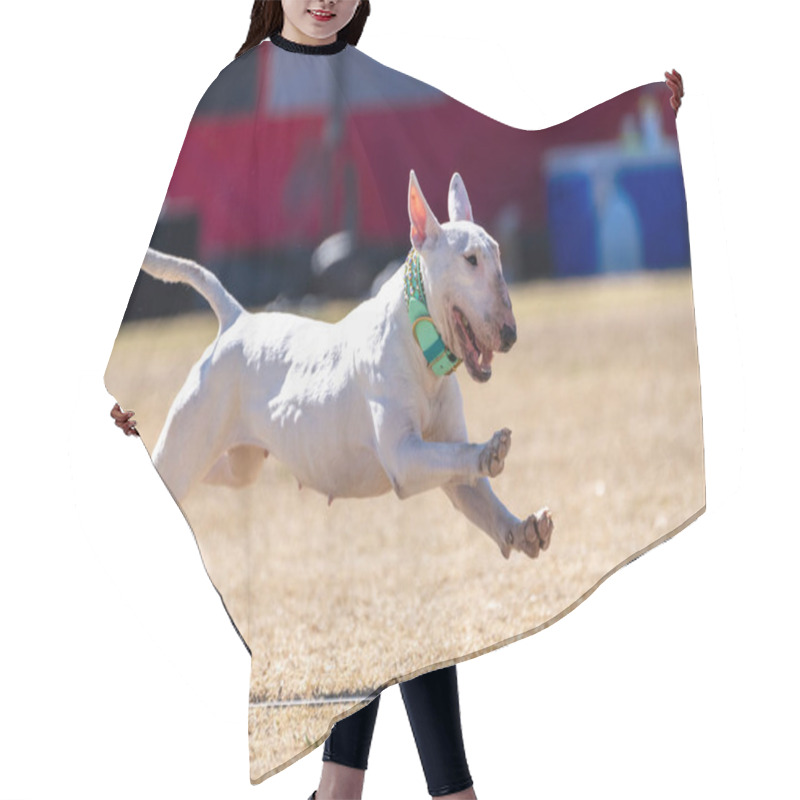 Personality  White Bull Terrier Dog Chasing A Lure Hair Cutting Cape