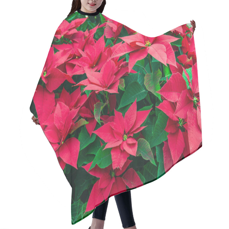 Personality  Traditional Poinsettia Flowers Blooming At Christmas Hair Cutting Cape