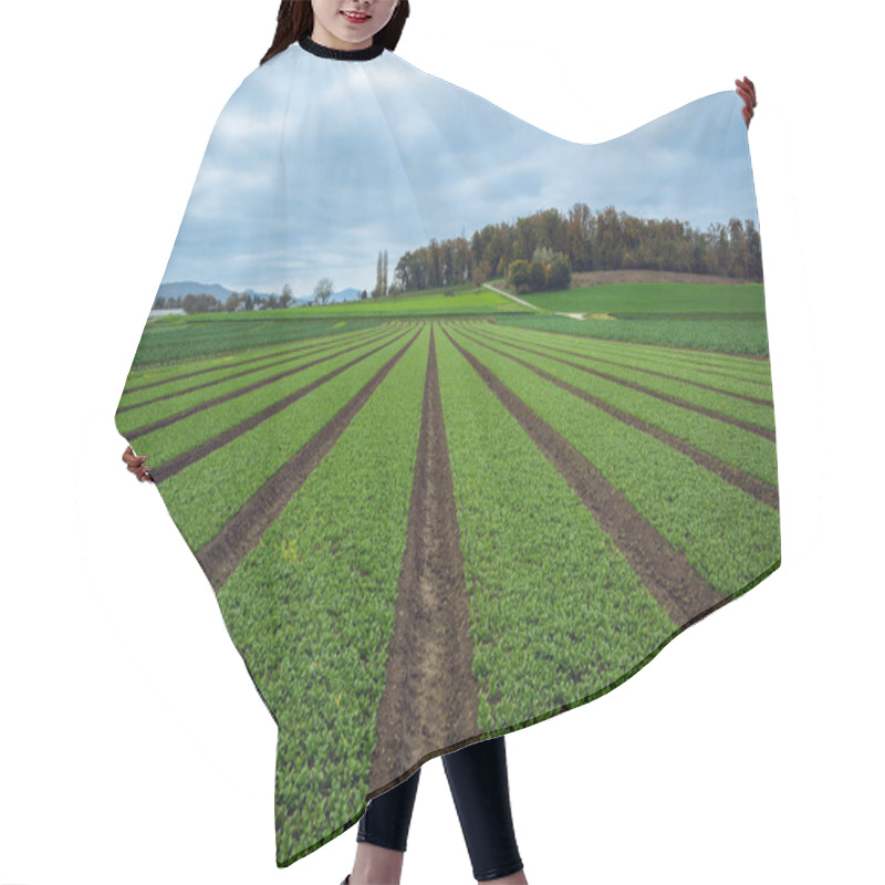 Personality  Neatly Planted Rows Of Green Crops Cover The Expansive Farmland, With Cloudy Skies And Rolling Hills Creating A Peaceful Countryside Scene Hair Cutting Cape