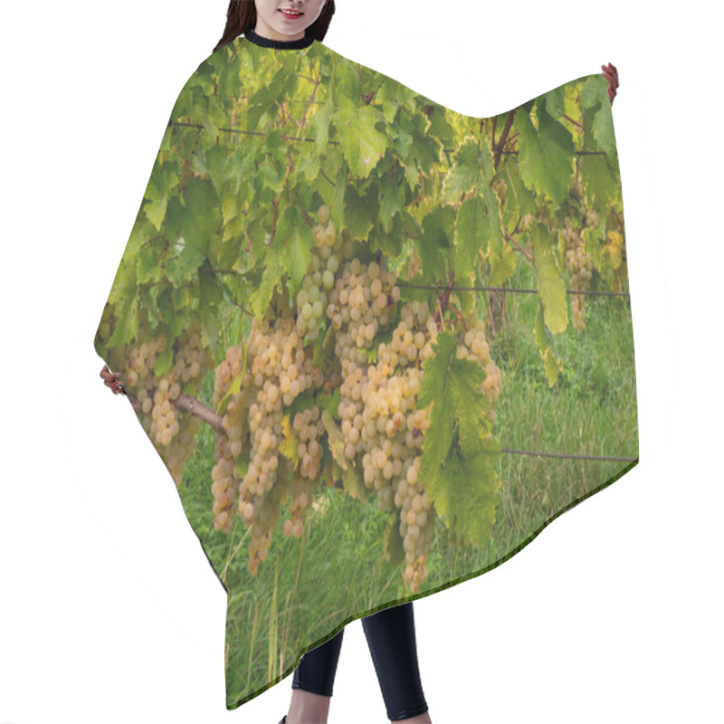 Personality  Yellow Grapes On The Vine In The Vineyard Hair Cutting Cape