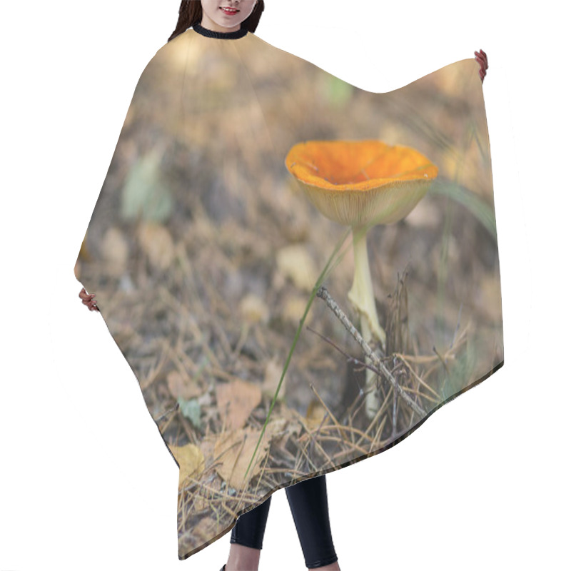 Personality  Mushroom In The Grass, Sunny Day In The Forest. Hair Cutting Cape