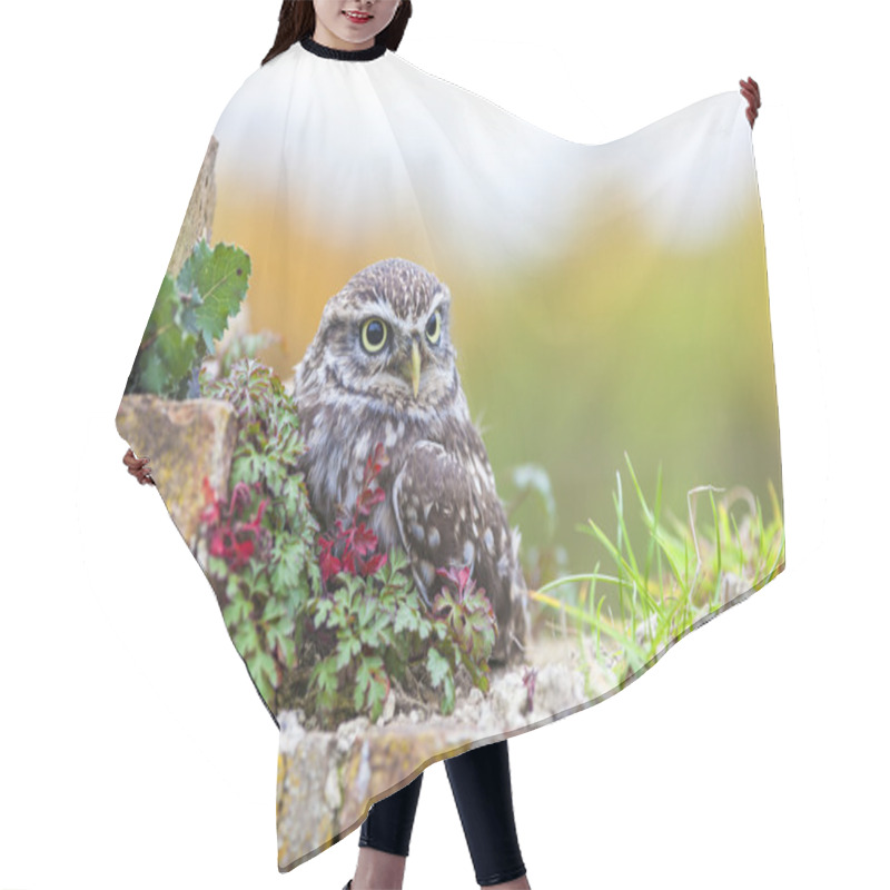 Personality  Little Owl Sitting On A Wall Hair Cutting Cape