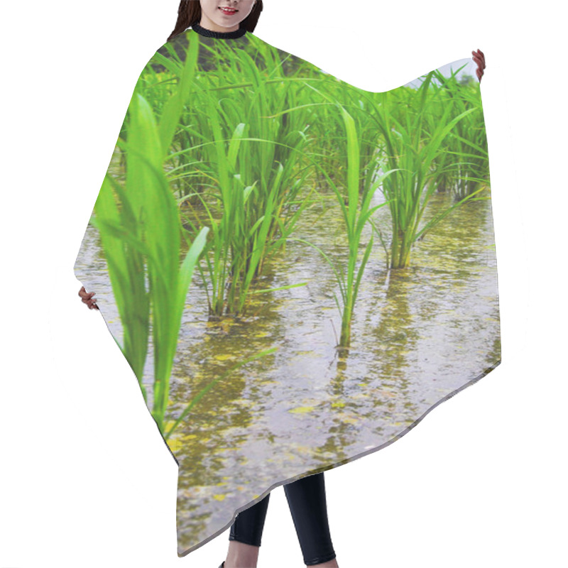 Personality  Close-up Paddy Rice Field With Hills Hair Cutting Cape