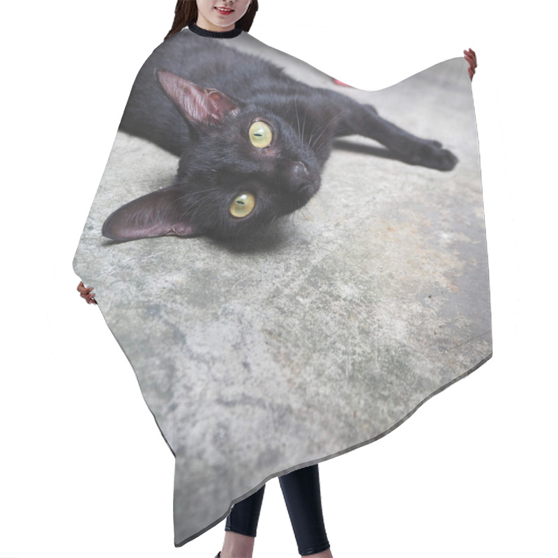 Personality  Black Cat Sleep In The Morning Sun. Hair Cutting Cape