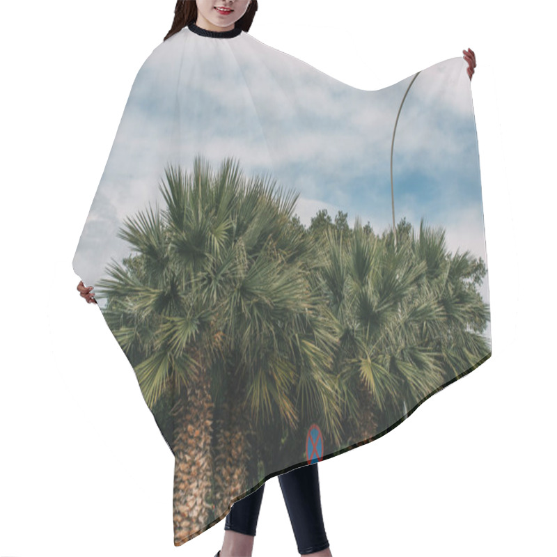 Personality  Green Palm Trees Near Road Sign Against Blue Sky With Clouds  Hair Cutting Cape