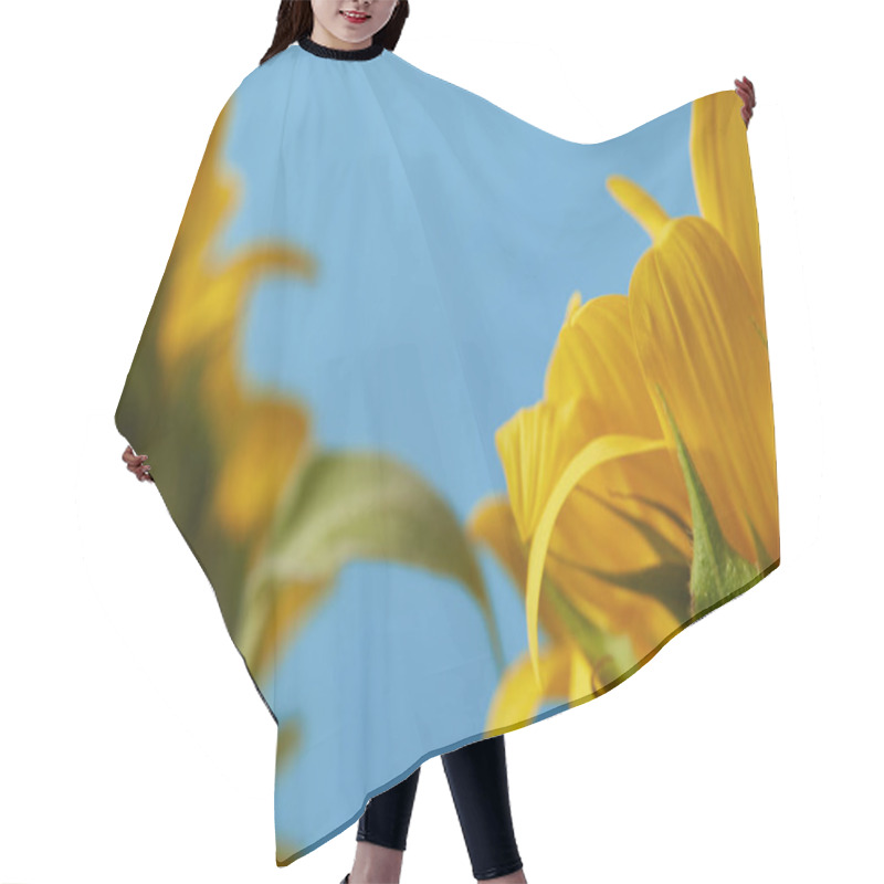 Personality  Selective Focus Of Yellow Sunflowers, Close Up On Blue Hair Cutting Cape