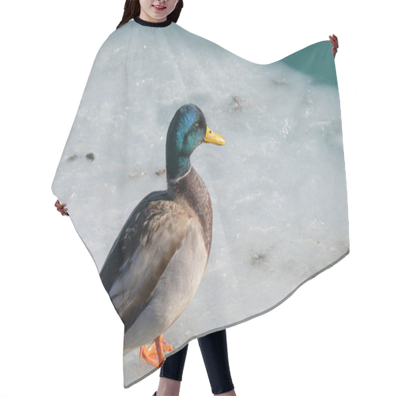 Personality  Mallard Duck Is Perched On A Piece Of Ice From A Frozen Lake On A Cold Day In Winter Hair Cutting Cape