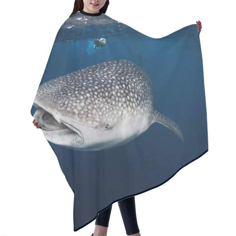 Personality  Woman Swimming Whale Shark In Blue Ocean. Giant Shark Underwater And Woman Freediver Hair Cutting Cape