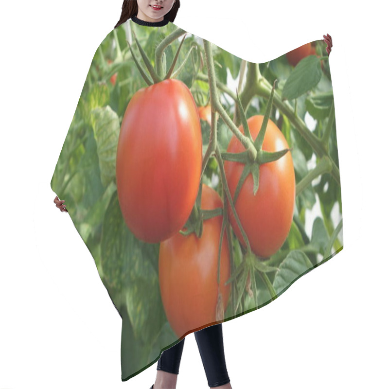 Personality  Red Tomatoes On A Branch With Green Leaves Hair Cutting Cape