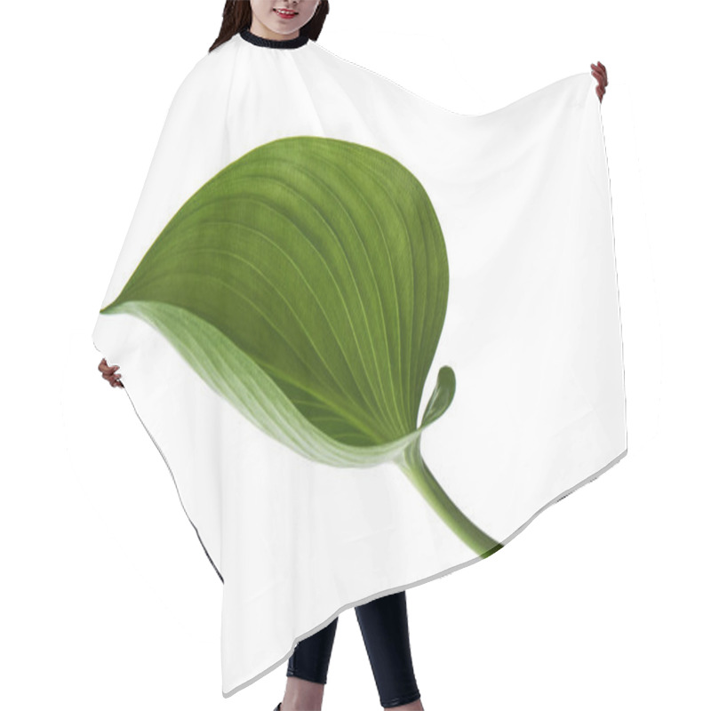 Personality  Cardwell Lily Leaf, Green Circular Leaves Isolated On White Background, With Clipping Path                                   Hair Cutting Cape