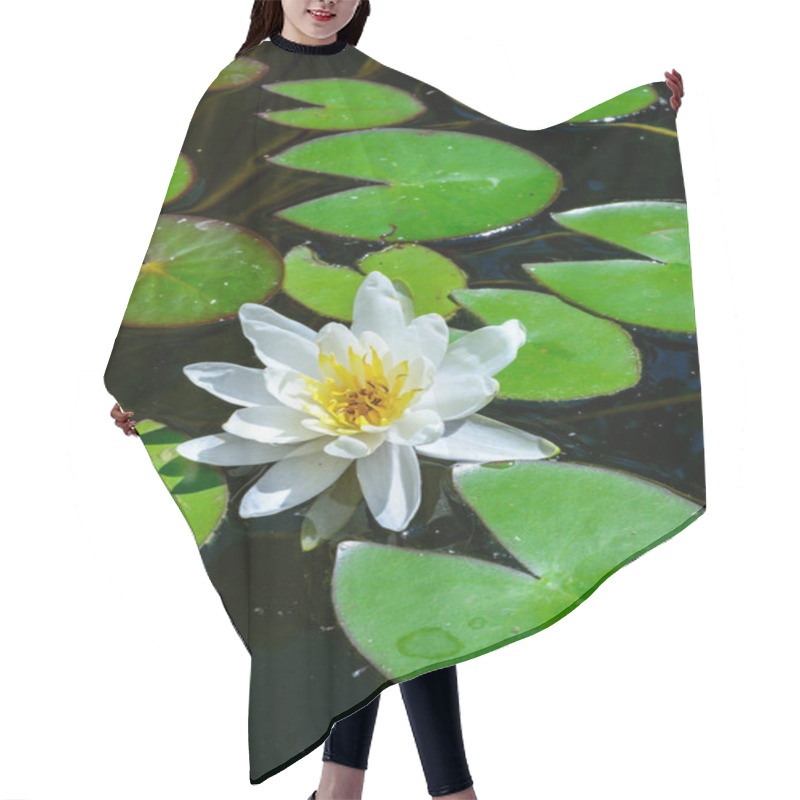 Personality  Nymphaea Blooming With White Flowers In An Artificial Pond, Ukraine Hair Cutting Cape