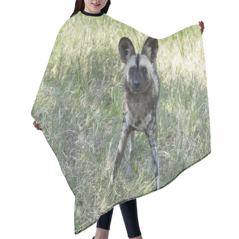 Personality  African Wild Dog Standing And Staring  In Wild Life Safari Park  Hair Cutting Cape