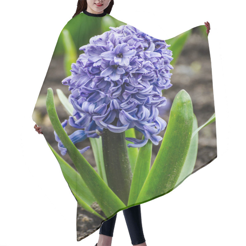 Personality  Hyacinth Hair Cutting Cape