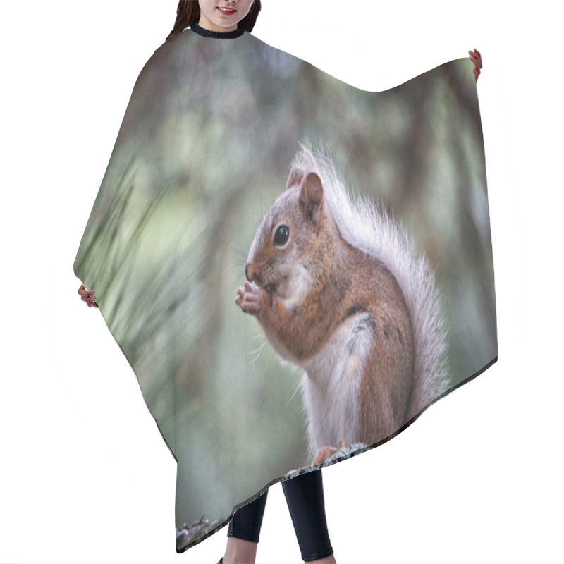 Personality  Cute Squirrel Eating Hair Cutting Cape