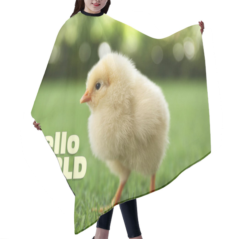 Personality  Hello World. Cute Fluffy Chick On Green Grass Outdoors, Closeup Hair Cutting Cape