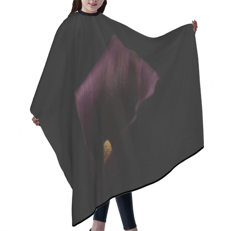 Personality  Close Up View Of Purple Calla Flower Isolated On Black Hair Cutting Cape