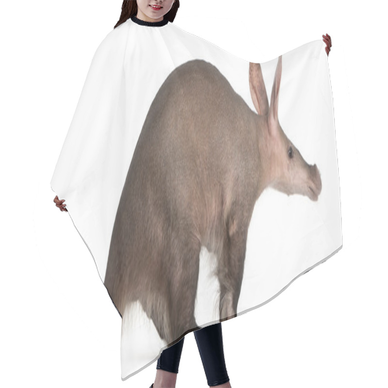 Personality  Aardvark, Orycteropus, 16 Years Old, Standing In Front Of White Background Hair Cutting Cape