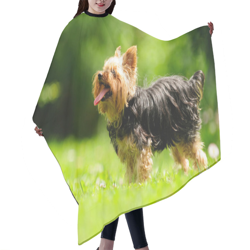 Personality  Yorkshire Terrier Dog Sticking Its Tongue Out Hair Cutting Cape