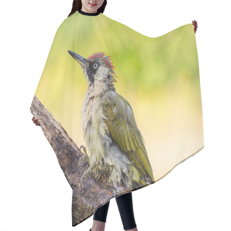 Personality  European Green Woodpecker Hair Cutting Cape