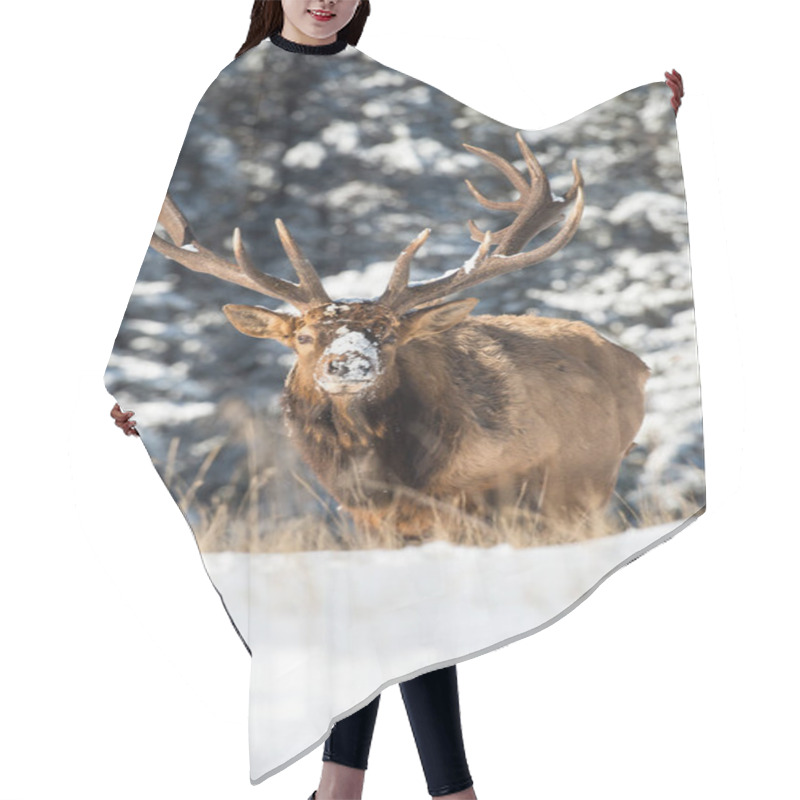 Personality  Elk In Wild, Animal. Nature, Fauna Hair Cutting Cape