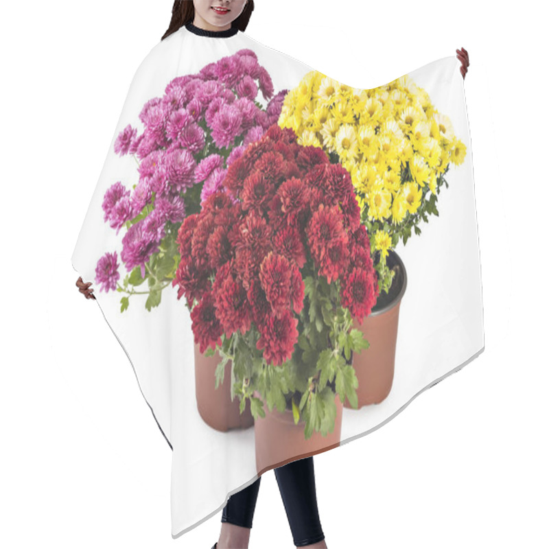 Personality  Beautiful Composition Of Fresh Bright Red, Yellow And Pink Chrysanthemum Flowers In A Flowerpots, Isolated On White Background Hair Cutting Cape