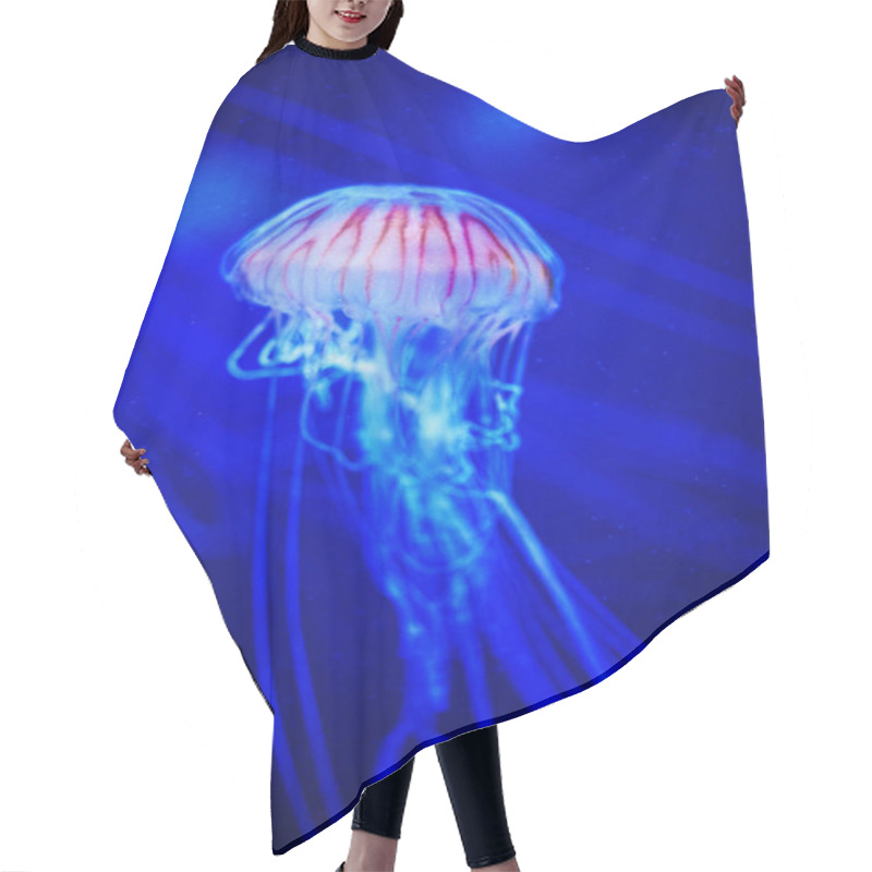 Personality  Beautiful Jellyfish, Medusa In The Neon Light With The Fishes. Underwater Life In Ocean Jellyfish. Hair Cutting Cape