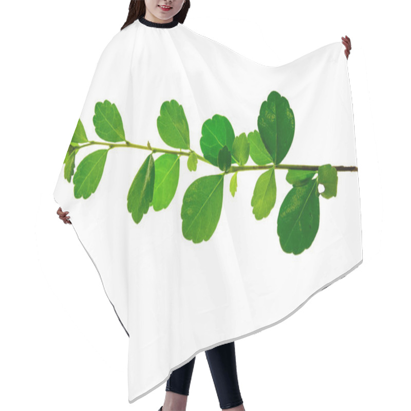 Personality  Branch Of Fresh Bay Laurel Leaves Isolated On White Background Hair Cutting Cape