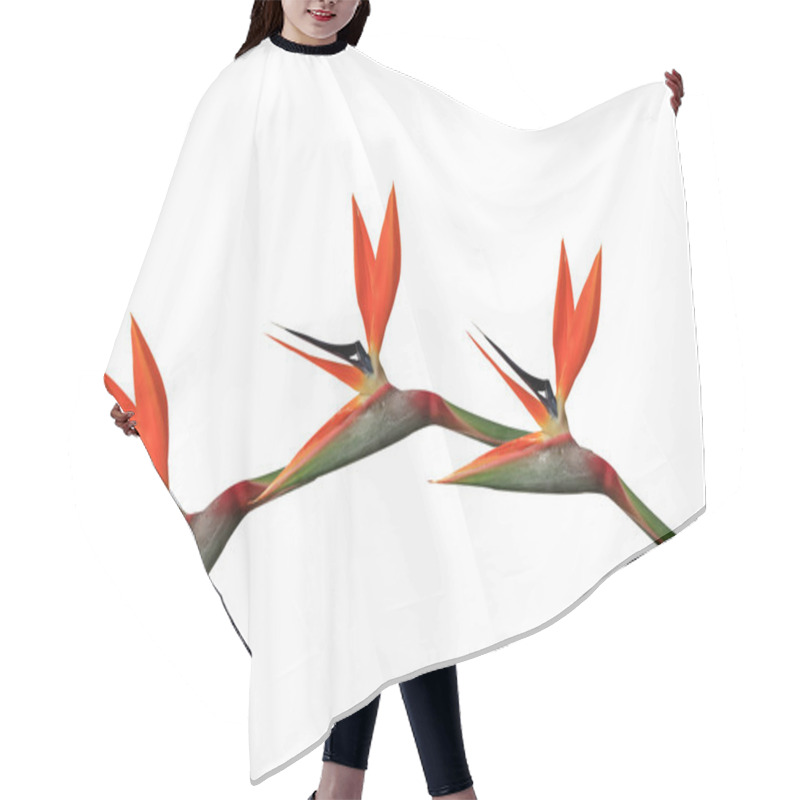 Personality  Bird Of Paradise Flowers Arching Hair Cutting Cape