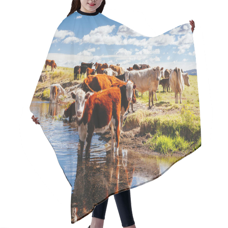 Personality  Grazing Cows In The Australian Outback Hair Cutting Cape