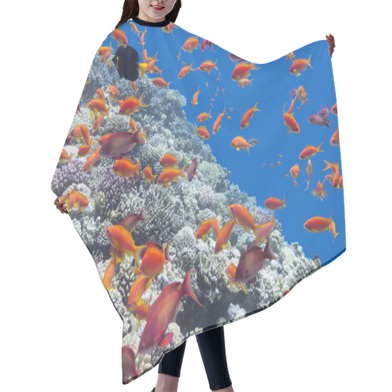 Personality   Coral Reef With Shoal Of Fishes Scalefin Anthias, Underwater Hair Cutting Cape