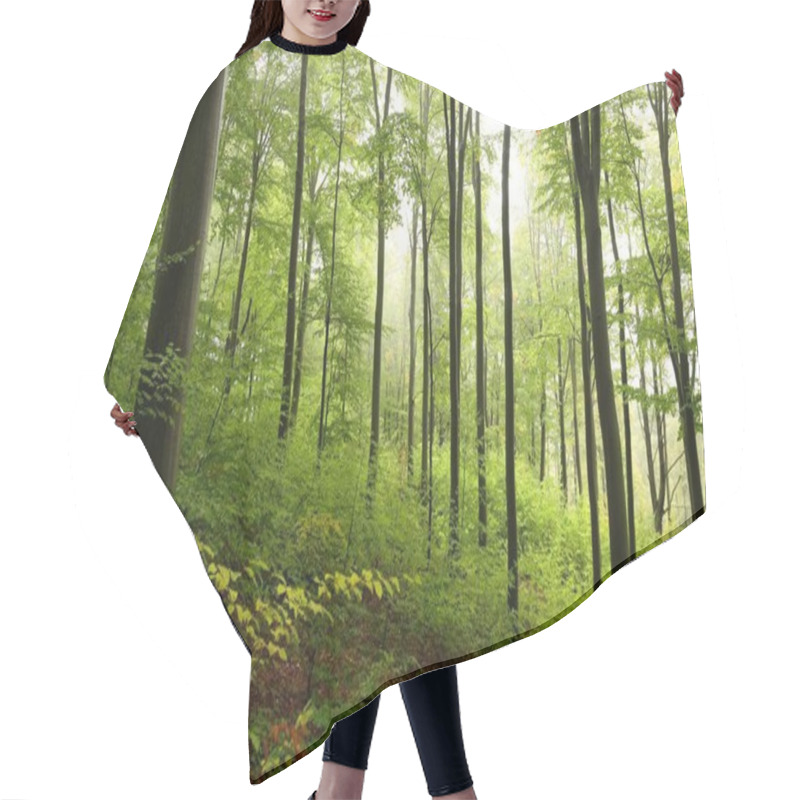 Personality  Beech Forest In Misty Weather Hair Cutting Cape