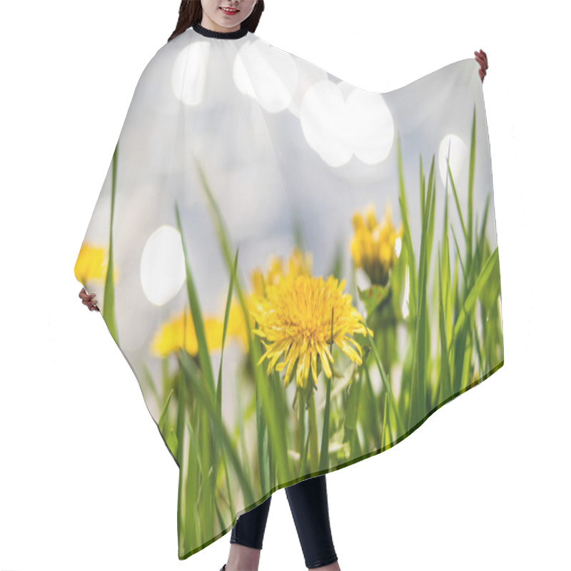 Personality  Yellow Dandelions On The Lake Shore. Hair Cutting Cape