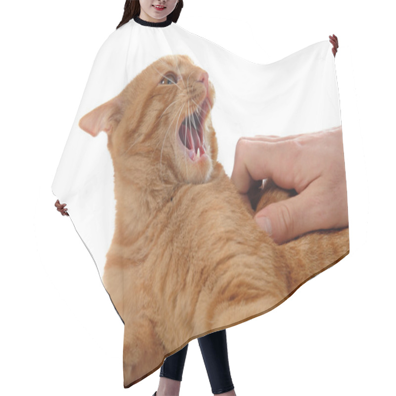 Personality  Aggressive Ginger Cat Hair Cutting Cape