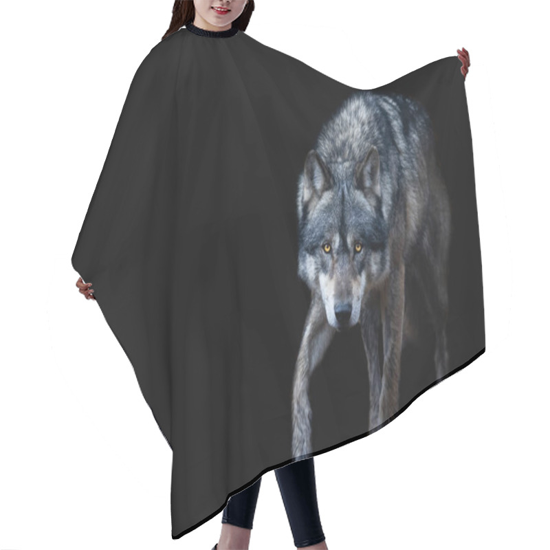 Personality  Grey Wolf With A Black Background Hair Cutting Cape