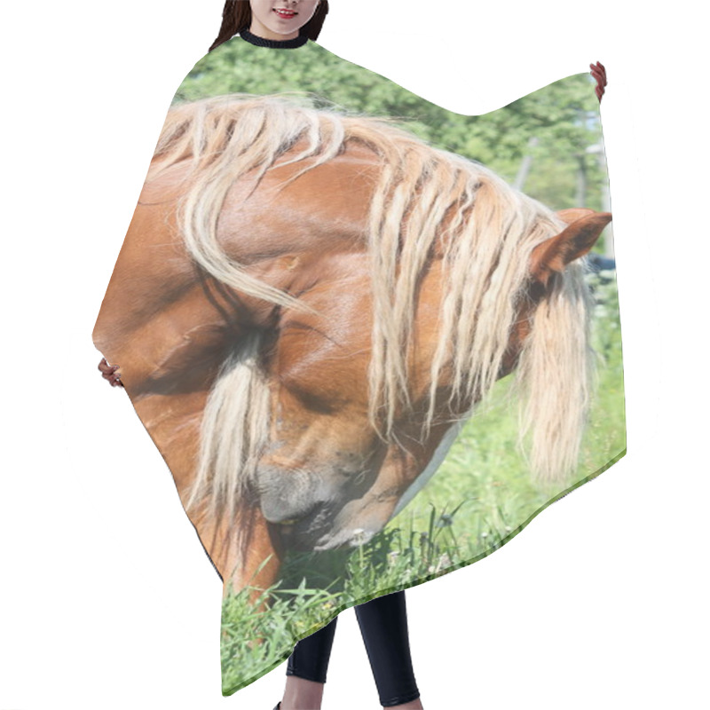 Personality  Palomino Draught Horse Eating Grass Hair Cutting Cape