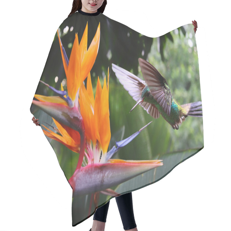 Personality  Flying Hummingbird At A Strelitzia Flower Hair Cutting Cape