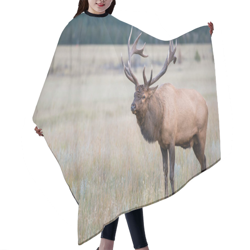 Personality  Elk In Wild, Animal. Nature, Fauna Hair Cutting Cape