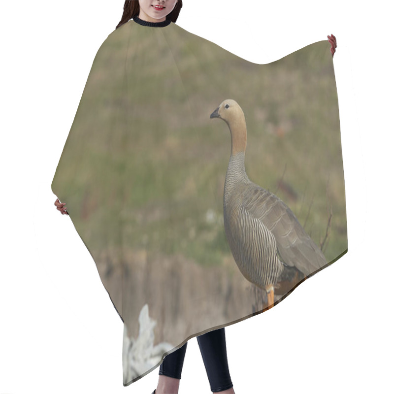 Personality  Ruddy Headed Goose (Chloephaga Rubidiceps) On Carcass Island In The Falkland Islands Hair Cutting Cape