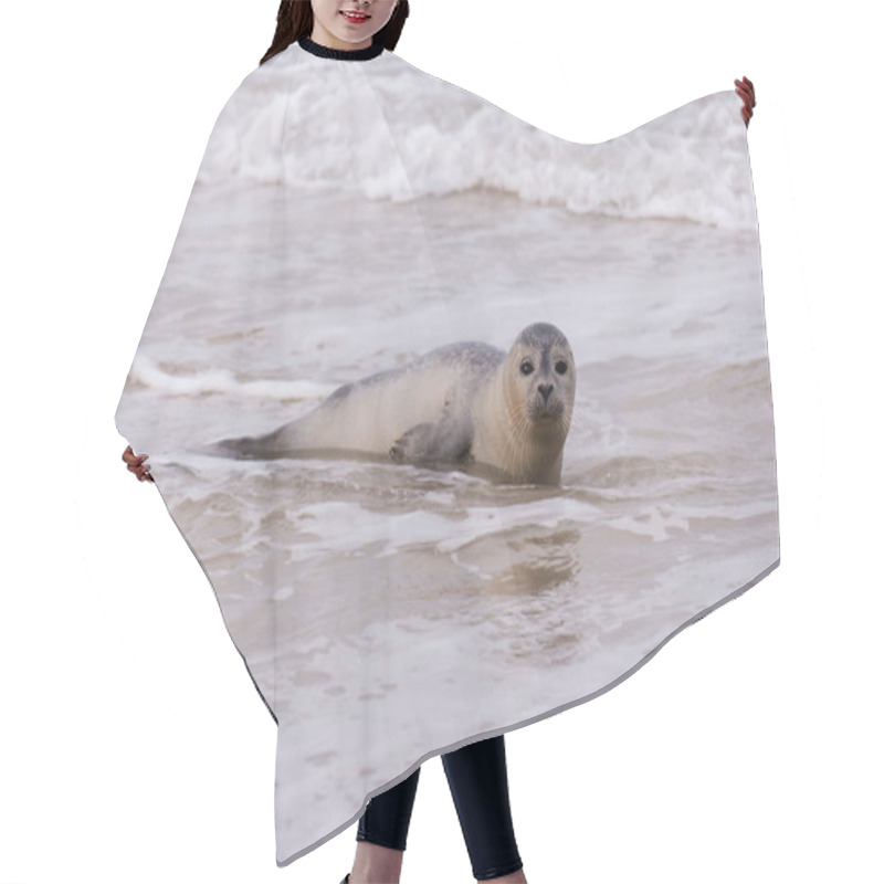 Personality  Seal On The Beach Of Amrum In Germany Hair Cutting Cape