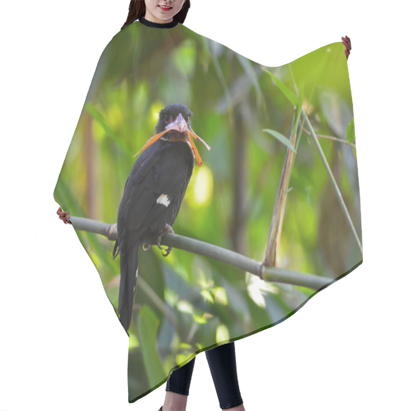 Personality   Dusky Broadbill Bird Hair Cutting Cape