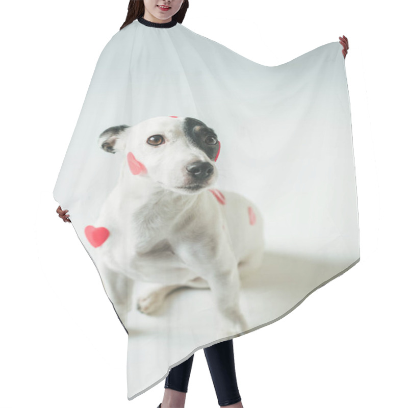 Personality  Jack Russell Terrier Dog In Red Hearts For Valentines Day, On White Hair Cutting Cape