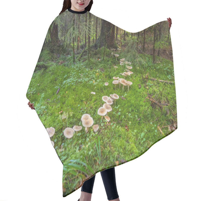 Personality  Fairy Ring In A Forest At Autumn Time Hair Cutting Cape