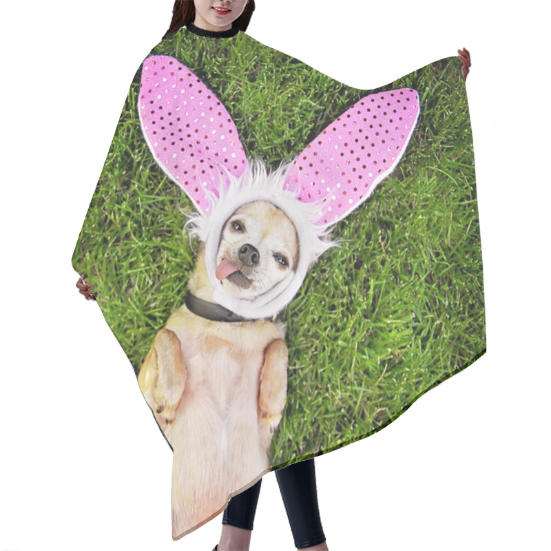 Personality  Chihuahua Laying With Bunny Ears On Hair Cutting Cape